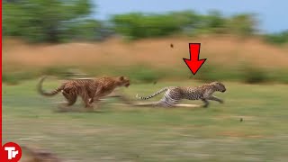 Look What Happened When This Leopard Attacked Cheetah