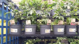 Homebase Thousands of varieties of plants#summersale #shoker #bagan 2023 UK