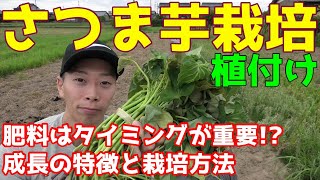 さつまいも植付け　肥料はタイミングが重要!?ツルぼけ注意点と栽培方法