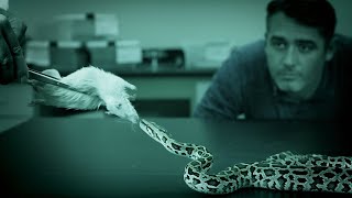 Watch A Python Strike And Wrap Around Its Prey In Less Than One Second