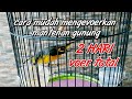 CARA MENGEVOERKAN BURUNG MANTENAN GUNUNG | MANTENAN GUNUNG GACOR | BURUNG SEPAH GUNUNG