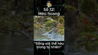 Mèo Con Lạc Trong Rừng CÓ THỂ Sinh Tồn Nếu Bạn Biết Bí Mật Này #dongvat #animals