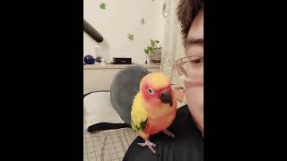 不愛鏡頭的鳥兒~ #鸚鵡 #parrot #金太陽鸚鵡#可愛