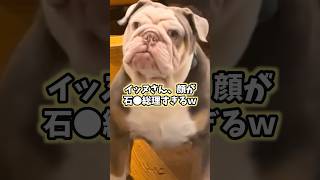 イッヌの動画見てニヤけたら負けwww #犬 #犬のいる暮らし #犬のいる生活 #いぬ #可愛い #かわいい #癒し #ペット #動物 #2ch #shorts