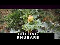 What To Do When Your Rhubarb Plant Bolts