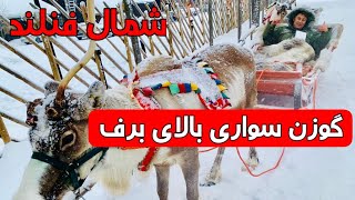 گوزن سواري در شمال فنلاند