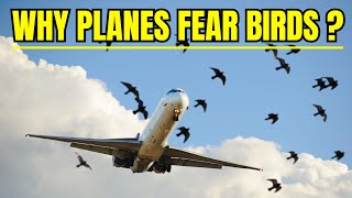 Why Planes Fear Birds? The Hidden Dangers of Bird Strikes