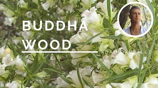 Buddha Wood - The Oil of Connecting to Greater Powers