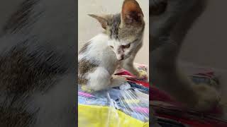 stray kitten asking for food.রাস্তার বিড়াল ছানাটির খিদে পেয়েছে।#cat #bengalicat #kitten #straycat