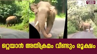 ആനമല റോഡിൽ വീണ്ടും ഒറ്റയാന്റെ വിളയാട്ടം