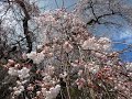 菊池章夫（元阿呆鳥）「桜花舞い」を小川諏訪神社の枝垂れ桜の画像にのせて