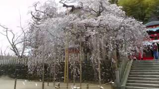 菊池章夫（元阿呆鳥）「桜花舞い」を小川諏訪神社の枝垂れ桜の画像にのせて