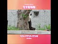 木の陰で隠れるようにおやつを食べるタンタン🐼 王子動物園 shorts