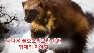 허니오소리의 형제, 허니오소리보다 더 사납고 강하다 | 야생동물의 공격