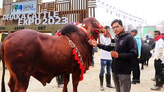 রেম্প শো এর জন্য প্রস্তুুতি নিচ্ছে গরু | Dhaka Cattle Expo 2023