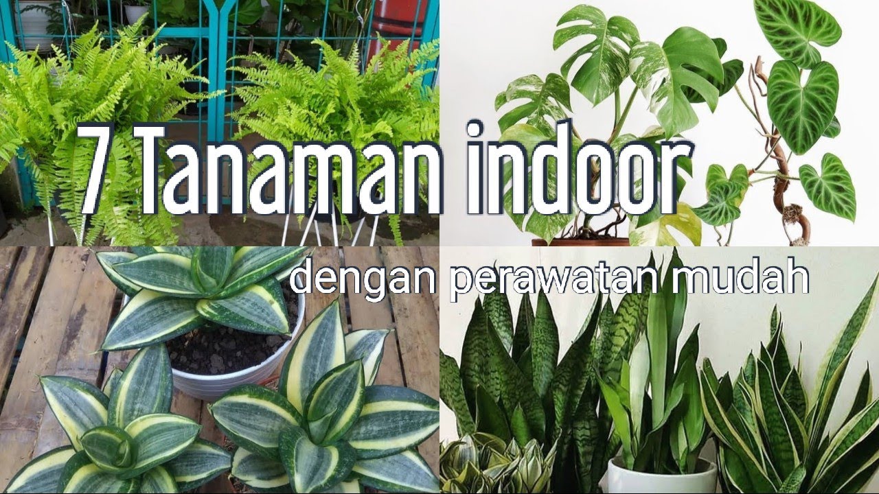 7 Tanaman Indoor Yang Mudah Perawatannya - YouTube