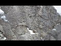 himalayan snowcock in the ruby mountains