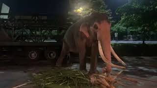 Kandula, the great tusker of the Kelani Temple , Sri Lanka has been donated by the Thailand kin🐘