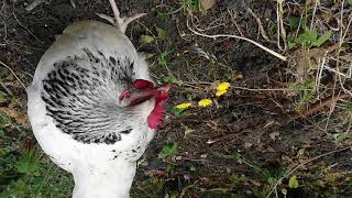 鶏日記　クロがお産中はシロとお散歩です。【les poules 】une promenade avec shiro lorsque Kuro pond