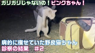 ガリガリじゃないの！危険な状態で保護した野良猫のピンクちゃん　驚愕の診察結果【No.2】