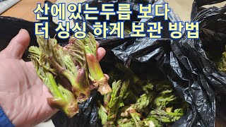 참두릅 보관방법2 이렇게 했더니방금 따온 두릅보다 싱싱하고