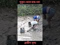 গ্রামের পুকুর থেকে মাছ ধরার দৃশ্য। গ্রামের পুকুর থেকে মাছ reels shortsvideo trending vairal