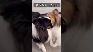 食後のルーティン #pets #癒し #sheltie #可愛い #シェルティ #シェットランドシープドック #shorts #多頭飼い #もふもふ