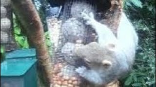 Grey Squirrel On Winter Monday Visit To My Cottage Garden Scone Perth Perthshire Scotland