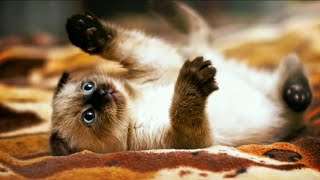 The FUNNIEST and CUTEST moments with ANIMALS!😊 DOGS+CATS 2024