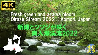 新緑とツツジが咲く奥入瀬渓流2022 ［4K］ ／Fresh green and azalea bloom Oirase Stream 2022 ( Aomori, Japan )