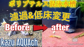 【アクアリウム】ポリプテルス混泳水槽、ガーネットサンド敷いてみた！　雰囲気全然違う、、【kazu AQUAch】