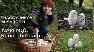 Shaggy ink cap. Best dehydrator (Excalibur dehydrator)