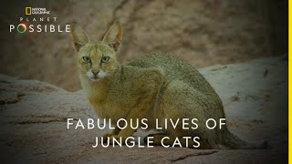 Fabulous lives of jungle cats | Planet Possible | 22nd April | Earth Day