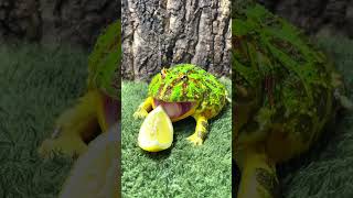 Frog tries lemon...
