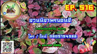 💜 สวนนิสาพรบอนสี EP. 516 💜 แบ่งปันบอนสีสวยๆต้นโตๆ 4 ม.ค. 68 โทร / ไลน์ 0805194988