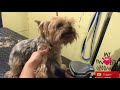 how to groom a yorkie edward