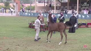 N 163 ALSULTAN A B   The Saudi National Championships 2025   Yearling Colts Class 7B