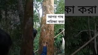 কিভাবে বুঝবো আগর গাছে আগর তৈরী হয়েছে