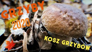 GRZYBY 2020 - KOSZ GRZYBÓW MIMO SUSZY. PODGRZYBKI, BOROWIKI, KOŹLARZE !