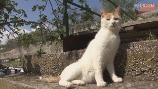 World heritage Cat trip,Day57-Igoumenitsa～Corfu(2) / 世界遺産 猫旅 57日目-イグメニッツア～コルフ島(2)