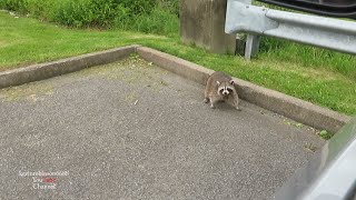 Big Raccoon takes a fry