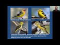 Mini-Tutorial: Tanagers