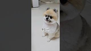 나는 여기에 왜 있는걸까    #더빙농장 #funnyshorts #포메라니안 #pets #cutedog #puppy #강아지 #dogshorts