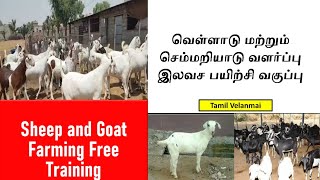 வெள்ளாடு மற்றும் செம்மறியாடு வளர்ப்பு இலவச பயிற்சி வகுப்பு ||  Tamil Velanmai