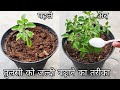 7 important points जल्दी बढ़ेगी तुलसी ऐसे लगाएं, Tulsi plant care