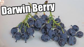 DARWIN BERRIES : Strange little berries discovered by Charles Darwin! - Weird Fruit Explorer Ep. 395