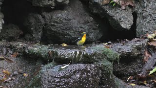 山中湖 大洞の泉のキビタキ（雄）の水浴び　その１６３（4K動画）