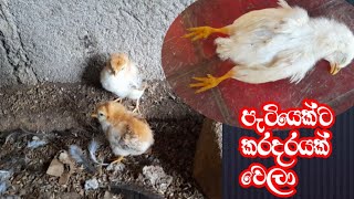 කුකුල් පැටවුන් ට සෙම හැදිලා 🐥🐥chanel by💕my recipe 💕