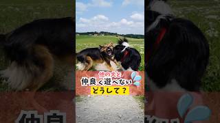 愛犬が他の犬とご挨拶できない！#犬のしつけ #犬のいる暮らし #dog