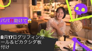 グリフィンボールを作るよ🍀ビカクシダ板付ライブ🍀最後がパニックLIVEになりごめんなさい🙇‍♀️ちゃんと続きやりました。